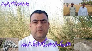 Bought land for Graveyard | Channu Chak Village | Kamran Shahzad Kashmiri