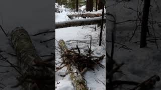 Заготавливаю дрова для ночёвки в лесу зимой, полный ролик по ссылке в описании