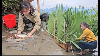 How Binh lets carp lay eggs for breeding