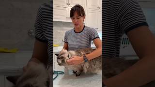 #jennifergarner gives her cat it's favourite wash on #nationalpetday