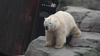 Eisbärenfütterung Milana und Nanuq - Erlebniszoo Hannover