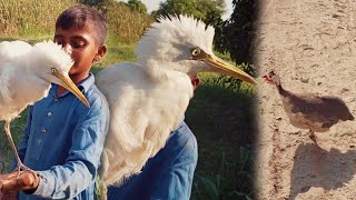 Wild Bird's Babies | Jungli Parndaon Ke Bache | Black Bird 🐦‍⬛ Crow Baby