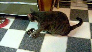 MJ fan Angie's kitty cat Julia drinking water