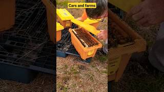 checking bees with no vail #beekeeper #bees #short #carsandfarms #beenuc #nuc #farmer #farm #honey