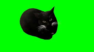 Maxwell The Cat Dancing Green Screen | 4K 60 FPS