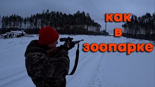 Огромное скопление ЛОСЯ. Лосей как в ЗООПАРКЕ. Охота на лося.