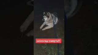 а вы знали что это для собак смерть?/)