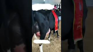 #cow highest milk udder #shortsyoutube #shortsfeed #shortviral #viral #viralvideo #vetrinary