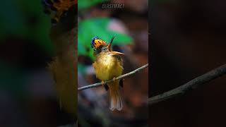 The beauties wear their beautiful crowns #Royalflycatcher #shorts