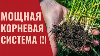 Что влияет на рост корней?