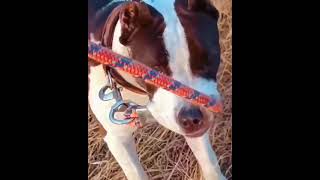 Pitbull dog watsapp status video 😈😈 #shorts #viral #pitbull #popular #trending #dogs