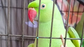 Green Ringneck Parrot🦜🦜#greenparrot #ringneckparrot#parrot#parrotspeak#parrotvideo#shortsfeed#shorts