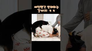 애정행각 못하게 방해하는 시바견 ㅋㅋㅋ