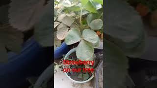 Strawberries on our balcony tree#youtubeshorts #shorts #short #shortvideo #strawberry