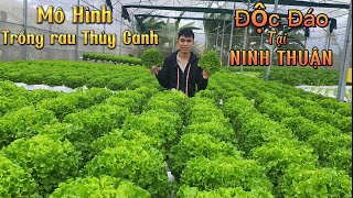 Mô Hình Trồng Rau Sạch Độc Đáo Lạ Mắt Tại NINH THUẬN / Nongdan85