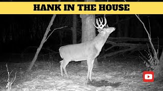 Quick Scrape Stop for Hank the Buck | Trail Cam Videos