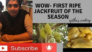 First ripe Jackfruit of the season