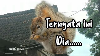 Ternyata ini hewan pemakan mangga sekaligus perusak bantal saya.....