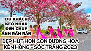 Mê mẫn con đường hoa kèn hồng ĐẸP NHƯ TIÊN CẢNH nở rực rỡ 1 góc trời ở Sóc Trăng | DU LỊCH VIỆT NAM