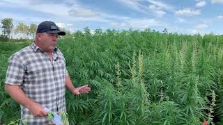 Hemp Variety Selection - Jeff Kostuik - PCDF