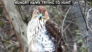 Hungry Hawk Trying to Hunt