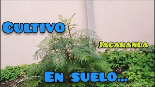 BONSAI JACARANDA🌻🌿 CULTIVO EN SUELO - MARZO 2022🍀🌻