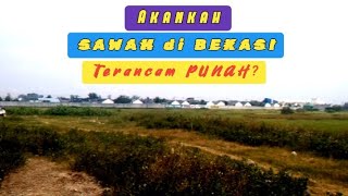 Akankah SAWAH DI BEKASI terancam PUNAH ? ....