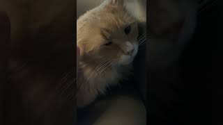 My cat butterscotch  #cat #catvideos #pets