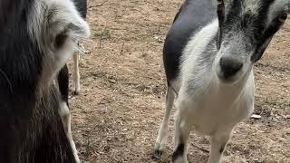 Morning boops from the baby goats #homestead #goat