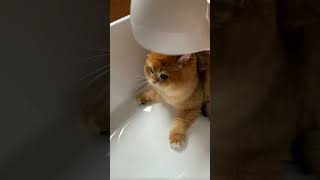 Cat funny mood #cat #cutespets #catfunny #catlover #cuteecats #catvideos #cute #cutecates #funnycats