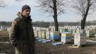 Алексей Жорновый ( Борец )- содержание на 145 рамку .Пасека 400 семей.