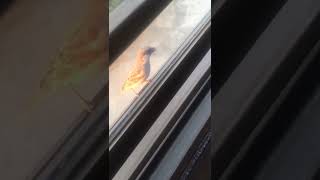 Beautiful Sparrows #viral #shortvideo #youtube #subscribe #birds #shorts #healing #like