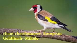 Best Goldfinch Singing - chant chardonneret Training sound 2017