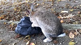 The rabbit that robbed my bag