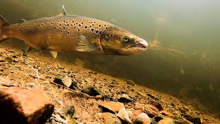 How salmon spawn in Ireland's rivers