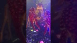 Larry the crawfish eats Blade the swordtail molly at a nightclub