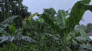 Waktu Nya Istirahat Dengan Suara Hujan Dengan Alam Begitu Segar - Hujan Di Tengah Hutan💦💤