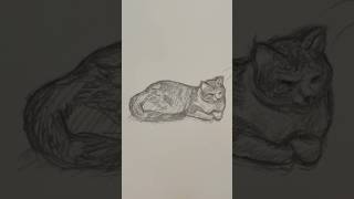 What’s new Pussycat? Some cat sketches done with pencil #art #drawing #sketchbook