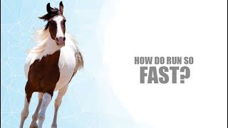 How do run so fast?