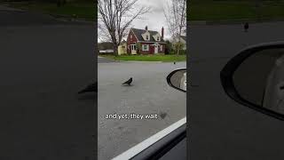 Watch These Crows Chase a Car Like They Mean Business #crow #corvids #crows #raven #cuteanimals