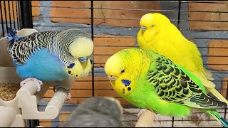 7 hours of budgie sounds