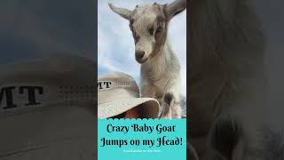 Crazy Baby Goat Jumps On My Head | YouTube Shorts | SewThankful on the Farm