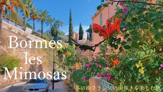 Bormes-les-Mimosas / jolies fleurs épanoui pendant l'hiver / chat mignon mais impassible / recette /