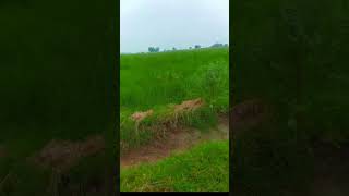 Punjab mausam #viral #shortvideo #youtubeshorts #shortvideo #arabic #bassboosted #bassboosted #follo