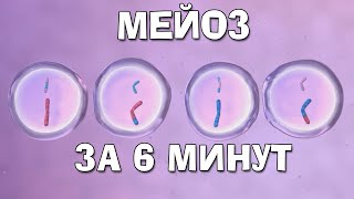 Мейоз (за 6 минут)