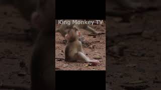 Monkey funny videos #1325 #babymonkey #shortvideo #short #viral #monkey #reels2023