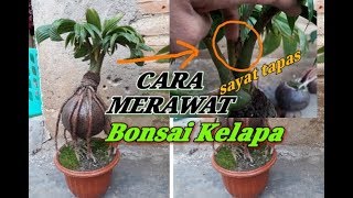 CARA MERAWAT BONSAI KELAPA agar Daun KERDIL