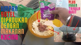 UMPAN SUTEL  DICAMPUR DENGAN WHISKAS TUNA #9 #umpan_ikan_mas #essen_trisula_maut