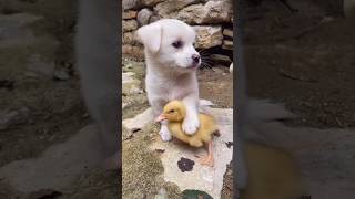 #new #funniest #cute #cat #kitten#love#duck #food #funny #pets#diy #eating #farming#animals#shorts