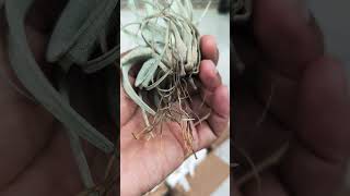 Dari pada tersiksa sampai kebawa mimpi 😂😂😂, #tillandsia #airplants #plants